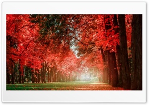 Red Trees Ultra HD Wallpaper for 4K UHD Widescreen desktop, tablet & smartphone
