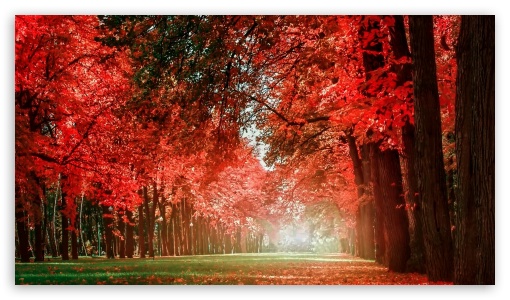 Red Trees UltraHD Wallpaper for HD 16:9 ;