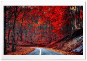 Red Trees - Road Ultra HD Wallpaper for 4K UHD Widescreen desktop, tablet & smartphone
