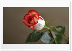 Red-trimmed Rosebud Ultra HD Wallpaper for 4K UHD Widescreen desktop, tablet & smartphone