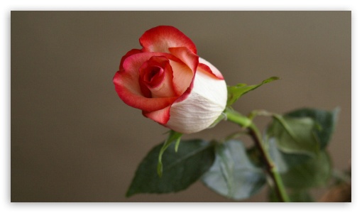 Red-trimmed Rosebud UltraHD Wallpaper for HD 16:9 ;