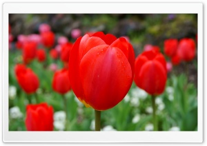 Red Tulip Ultra HD Wallpaper for 4K UHD Widescreen desktop, tablet & smartphone