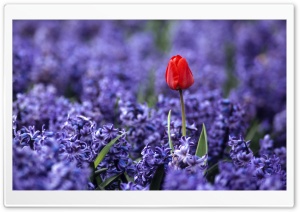Red Tulip And Hyacinths Ultra HD Wallpaper for 4K UHD Widescreen desktop, tablet & smartphone