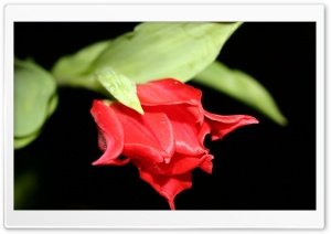 Red Tulip Black Background Ultra HD Wallpaper for 4K UHD Widescreen desktop, tablet & smartphone