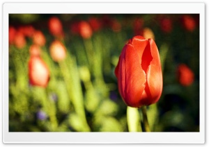 Red Tulip Bud Ultra HD Wallpaper for 4K UHD Widescreen desktop, tablet & smartphone