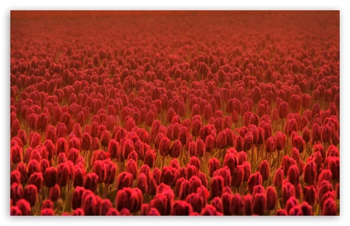 Red Tulip Field UltraHD Wallpaper for Wide 16:10 5:3 Widescreen WHXGA WQXGA WUXGA WXGA WGA ; 8K UHD TV 16:9 Ultra High Definition 2160p 1440p 1080p 900p 720p ; Standard 4:3 5:4 3:2 Fullscreen UXGA XGA SVGA QSXGA SXGA DVGA HVGA HQVGA ( Apple PowerBook G4 iPhone 4 3G 3GS iPod Touch ) ; Tablet 1:1 ; iPad 1/2/Mini ; Mobile 4:3 5:3 3:2 16:9 5:4 - UXGA XGA SVGA WGA DVGA HVGA HQVGA ( Apple PowerBook G4 iPhone 4 3G 3GS iPod Touch ) 2160p 1440p 1080p 900p 720p QSXGA SXGA ;