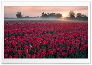 Red Tulip Field 4K UHD Wallpaper for Widescreen and UltraWide Desktop, UltraHD TV, Smartphone, Tablet
