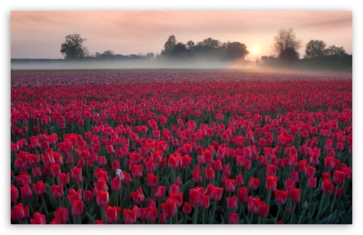 Red Tulip Field UltraHD Wallpaper for Widescreen 16:10 ;