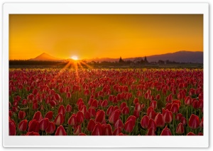 Red Tulip Field at Sunrise 4K UHD Wallpaper for Widescreen and UltraWide Desktop, UltraHD TV, Smartphone, Tablet