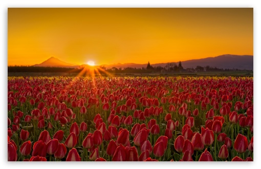 Red Tulip Field at Sunrise UltraHD Wallpaper for UHD 16:9 ; HD 16:9 ; UltraWide 21:9 24:10 32:9 32:10 ; Widescreen 16:10 ; Fullscreen 3:2 ; Tablet 1:1 ; Mobile 9:16 9:19.5 9:20 9:21 9:22 ; Dual 16:10 16:9 ;