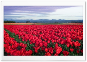 Red Tulip Field in Oregon 4K UHD Wallpaper for Widescreen and UltraWide Desktop, UltraHD TV, Smartphone, Tablet