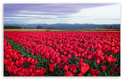 Red Tulip Field in Oregon UltraHD Wallpaper for UHD 16:9 ; HD 16:9 ; UltraWide 21:9 24:10 32:9 32:10 ; Widescreen 16:10 ; Fullscreen 3:2 ; Tablet 1:1 ; Mobile 9:16 9:19.5 9:20 9:21 9:22 ; Dual 16:10 16:9 ;