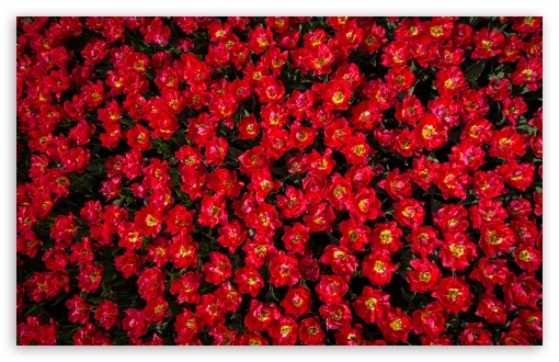 Red Tulip Flowers Field UltraHD Wallpaper for Wide 16:10 5:3 Widescreen WHXGA WQXGA WUXGA WXGA WGA ; UltraWide 21:9 24:10 ; 8K UHD TV 16:9 Ultra High Definition 2160p 1440p 1080p 900p 720p ; UHD 16:9 2160p 1440p 1080p 900p 720p ; Standard 4:3 5:4 3:2 Fullscreen UXGA XGA SVGA QSXGA SXGA DVGA HVGA HQVGA ( Apple PowerBook G4 iPhone 4 3G 3GS iPod Touch ) ; Smartphone 16:9 3:2 5:3 2160p 1440p 1080p 900p 720p DVGA HVGA HQVGA ( Apple PowerBook G4 iPhone 4 3G 3GS iPod Touch ) WGA ; Tablet 1:1 ; iPad 1/2/Mini ; Mobile 4:3 5:3 3:2 16:9 5:4 - UXGA XGA SVGA WGA DVGA HVGA HQVGA ( Apple PowerBook G4 iPhone 4 3G 3GS iPod Touch ) 2160p 1440p 1080p 900p 720p QSXGA SXGA ;