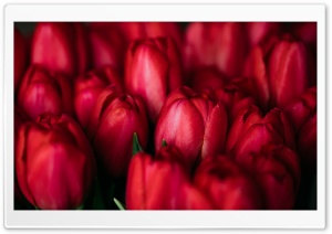 Red Tulips Ultra HD Wallpaper for 4K UHD Widescreen desktop, tablet & smartphone