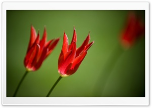Red Tulips Against A Green Background Ultra HD Wallpaper for 4K UHD Widescreen desktop, tablet & smartphone
