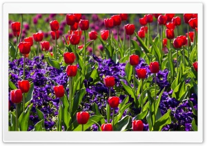 Red Tulips and Irises Ultra HD Wallpaper for 4K UHD Widescreen desktop, tablet & smartphone