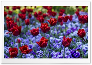 Red Tulips and Purple Pansies Ultra HD Wallpaper for 4K UHD Widescreen desktop, tablet & smartphone