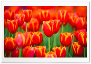 Red Tulips Culture Ultra HD Wallpaper for 4K UHD Widescreen desktop, tablet & smartphone