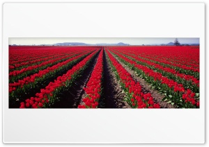 Red Tulips Farm Dual Monitor 4K UHD Wallpaper for Widescreen and UltraWide Desktop, UltraHD TV, Smartphone, Tablet