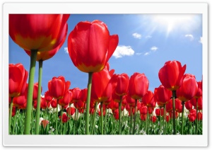 Red Tulips Field Ultra HD Wallpaper for 4K UHD Widescreen desktop, tablet & smartphone