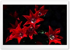 Red Tulips Flowers Ultra HD Wallpaper for 4K UHD Widescreen desktop, tablet & smartphone