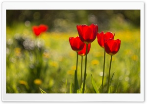 Red Tulips Flowers, Nature Ultra HD Wallpaper for 4K UHD Widescreen desktop, tablet & smartphone