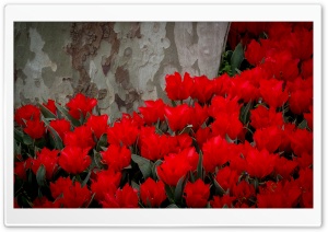 Red Tulips, Park Ultra HD Wallpaper for 4K UHD Widescreen desktop, tablet & smartphone