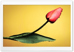 Red Tulips, Yellow Background Ultra HD Wallpaper for 4K UHD Widescreen desktop, tablet & smartphone