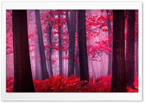 Red Woods Ultra HD Wallpaper for 4K UHD Widescreen desktop, tablet & smartphone