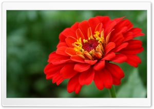 Red Zinnia Flower Ultra HD Wallpaper for 4K UHD Widescreen desktop, tablet & smartphone