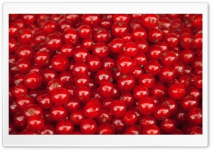 Redcurrant Berries Ultra HD Wallpaper for 4K UHD Widescreen desktop, tablet & smartphone