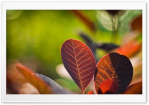 Reddish Leaves Close-up Ultra HD Wallpaper for 4K UHD Widescreen desktop, tablet & smartphone