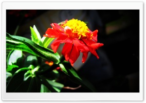 RedFlowers Ultra HD Wallpaper for 4K UHD Widescreen desktop, tablet & smartphone