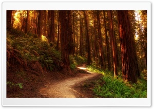 Redwood Trees Ultra HD Wallpaper for 4K UHD Widescreen desktop, tablet & smartphone