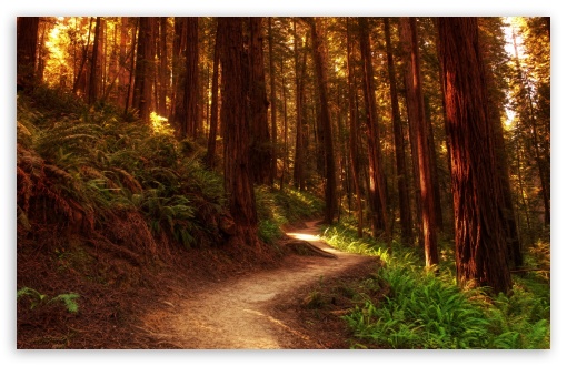 Best Redwood iPhone HD Wallpapers  iLikeWallpaper