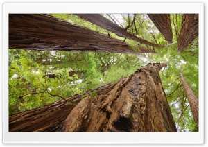 Redwoods Ultra HD Wallpaper for 4K UHD Widescreen desktop, tablet & smartphone
