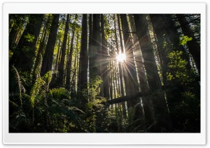 Redwoods Ultra HD Wallpaper for 4K UHD Widescreen desktop, tablet & smartphone