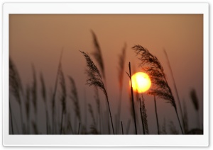 Reed Silhouette at Sunset Ultra HD Wallpaper for 4K UHD Widescreen desktop, tablet & smartphone