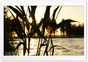 Reed, Sunset Ultra HD Wallpaper for 4K UHD Widescreen desktop, tablet & smartphone