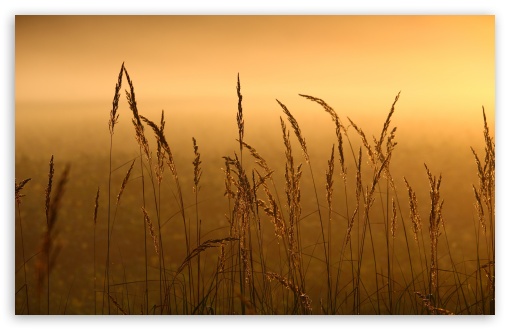 Reeds UltraHD Wallpaper for Wide 16:10 5:3 Widescreen WHXGA WQXGA WUXGA WXGA WGA ; UltraWide 21:9 24:10 ; 8K UHD TV 16:9 Ultra High Definition 2160p 1440p 1080p 900p 720p ; UHD 16:9 2160p 1440p 1080p 900p 720p ; Standard 4:3 5:4 3:2 Fullscreen UXGA XGA SVGA QSXGA SXGA DVGA HVGA HQVGA ( Apple PowerBook G4 iPhone 4 3G 3GS iPod Touch ) ; Smartphone 16:9 3:2 5:3 2160p 1440p 1080p 900p 720p DVGA HVGA HQVGA ( Apple PowerBook G4 iPhone 4 3G 3GS iPod Touch ) WGA ; Tablet 1:1 ; iPad 1/2/Mini ; Mobile 4:3 5:3 3:2 16:9 5:4 - UXGA XGA SVGA WGA DVGA HVGA HQVGA ( Apple PowerBook G4 iPhone 4 3G 3GS iPod Touch ) 2160p 1440p 1080p 900p 720p QSXGA SXGA ; Dual 16:10 5:3 16:9 4:3 5:4 3:2 WHXGA WQXGA WUXGA WXGA WGA 2160p 1440p 1080p 900p 720p UXGA XGA SVGA QSXGA SXGA DVGA HVGA HQVGA ( Apple PowerBook G4 iPhone 4 3G 3GS iPod Touch ) ; Triple 16:10 WHXGA WQXGA WUXGA WXGA ;