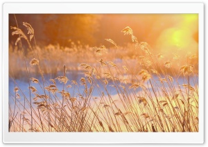 Reeds In The Morning Sun Ultra HD Wallpaper for 4K UHD Widescreen desktop, tablet & smartphone