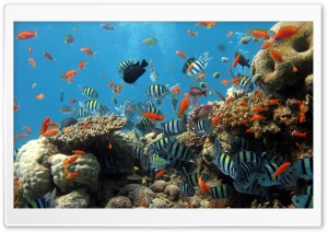 Reef Ultra HD Wallpaper for 4K UHD Widescreen desktop, tablet & smartphone