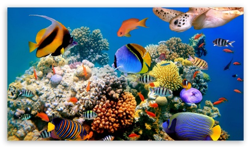 Reef Ultra HD Desktop Background Wallpaper for 4K UHD TV