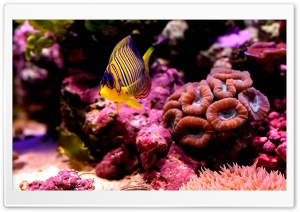 Reef Fish Ultra HD Wallpaper for 4K UHD Widescreen desktop, tablet & smartphone