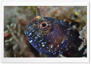 Reef Fish Macro Ultra HD Wallpaper for 4K UHD Widescreen desktop, tablet & smartphone