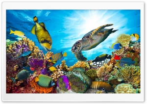 Reef, Fish, Sea Turtle, Ocean, Marine Life, Coral, Underwater, Biodiversity, Tropical 4K UHD Wallpaper for Widescreen and UltraWide Desktop, UltraHD TV, Smartphone, Tablet