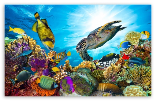 Reef, Fish, Sea Turtle, Ocean, Marine Life, Coral, Underwater, Biodiversity, Tropical UltraHD Wallpaper for UHD 16:9 ; HD 16:9 ; UltraWide 21:9 24:10 ; Widescreen 16:10 5:3 ; Fullscreen 4:3 5:4 3:2 ; Tablet 1:1 ; Mobile 9:16 9:19.5 9:20 9:21 9:22 10:16 2:3 3:5 3:4 ;