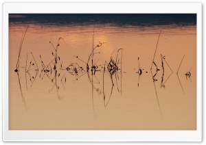 Reflected Weeds - Floods from Tropical Storm Lee Ultra HD Wallpaper for 4K UHD Widescreen Desktop, Lockscreen, Screensaver, TV, Tablet, Smartphone