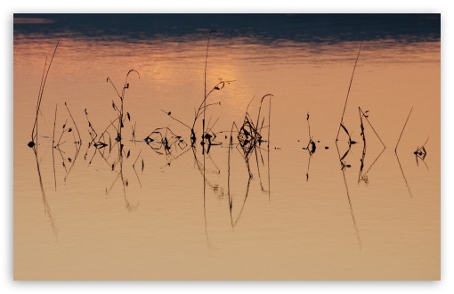 Reflected Weeds - Floods from Tropical Storm Lee UltraHD Wallpaper for HD 16:9 ; Widescreen 16:10 5:3 ; Fullscreen 4:3 5:4 3:2 ; Tablet 1:1 ; Mobile 3:5 3:4 ;