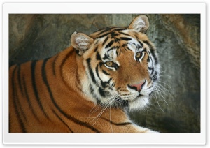 Regal Bengal Tiger Ultra HD Wallpaper for 4K UHD Widescreen desktop, tablet & smartphone